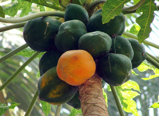 Carica Papaya X10 Seeds Common Pawpaw