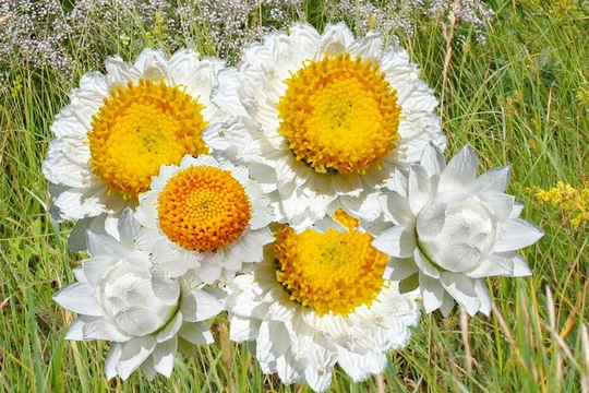 Flower Seeds Ammobium Winged