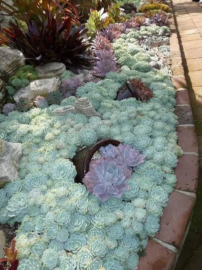Echeveria Arctic Ice