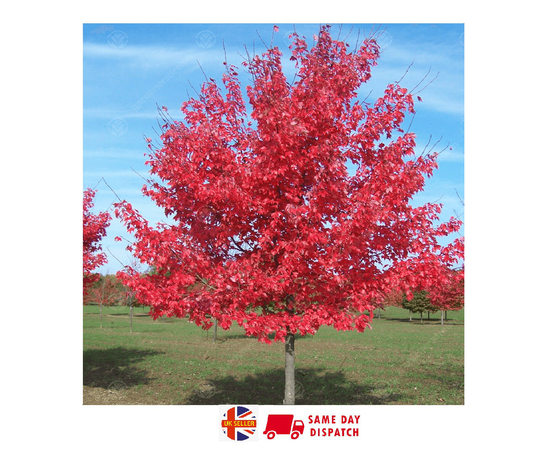 Red Maple Tree | Acer Rubrum | 20 Seeds Garden Or Bonsai Same Day Dispatch