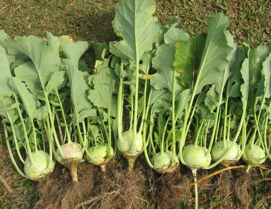 White Vienna Kohlrabi Seed Pack - Heirloom Vegetable Seeds