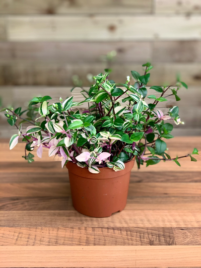 Tradescantia Quadricolor
