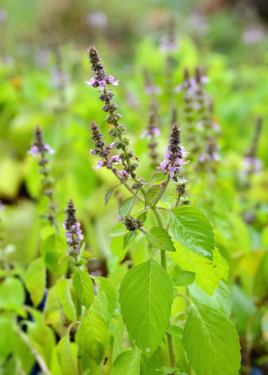 Tulsi Rama Organic Herb Seed 10