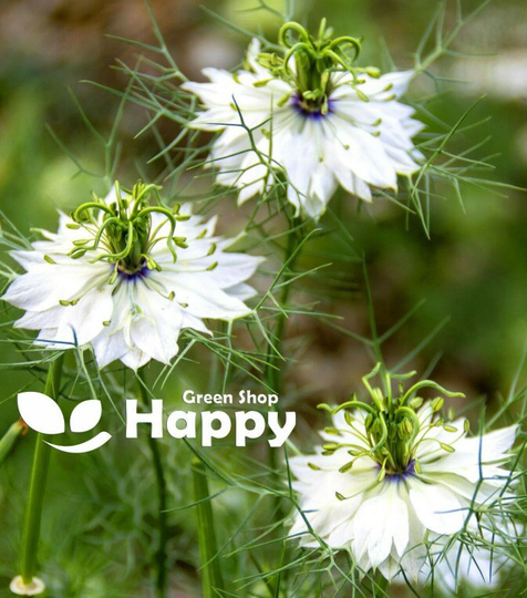 Herb - Black Cumin 1000 Seeds Nigella Sativa -Annual Plant White Flower
