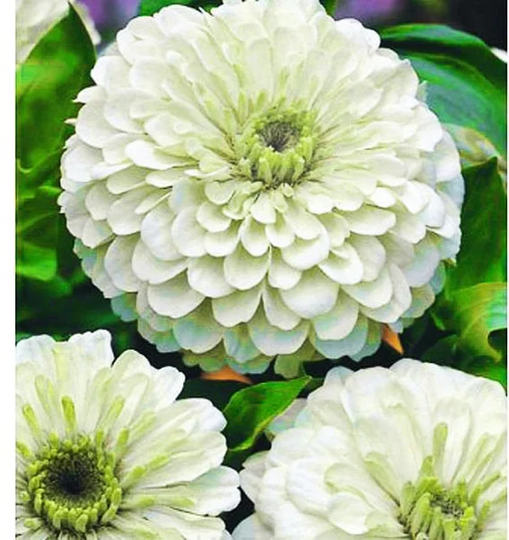 Zinnia Dahlia - Polar Bear 110 Seeds Elegans Large Double Flowers