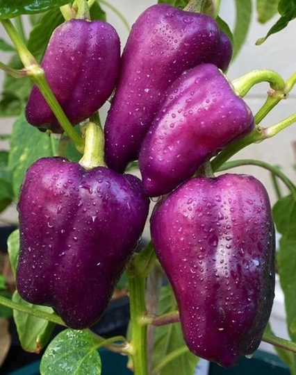 15 Purple Sweet Bell Pepper Seeds