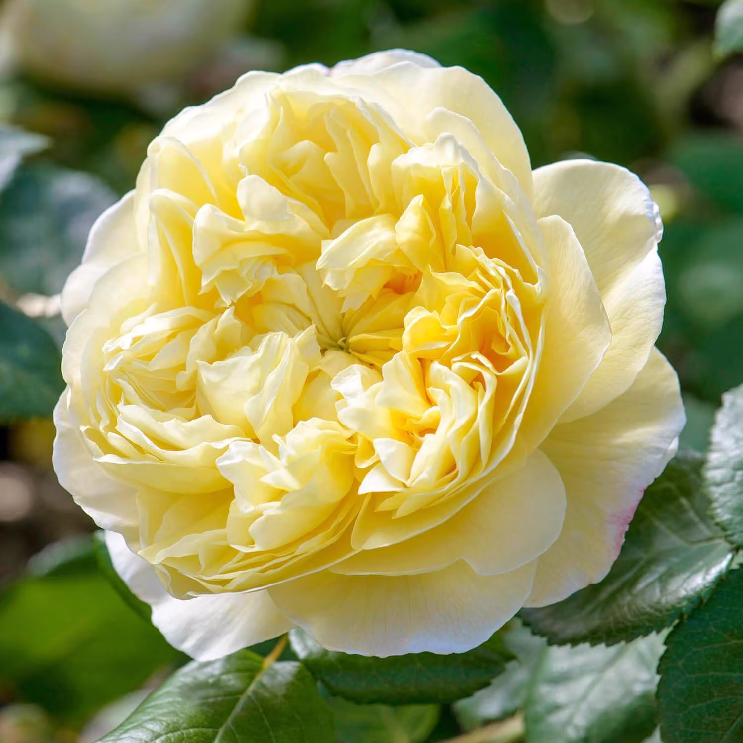 10 Charles Darwin Rose Bush Flower Seeds - Yellow English Us Seller Popular Fragrant Rosa Large Blooms Has Thorns
