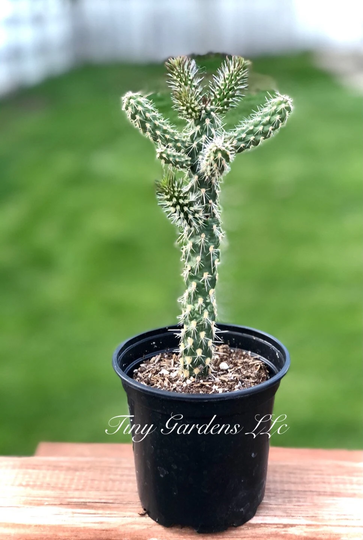 Mini Cholla "Cylindropuntia