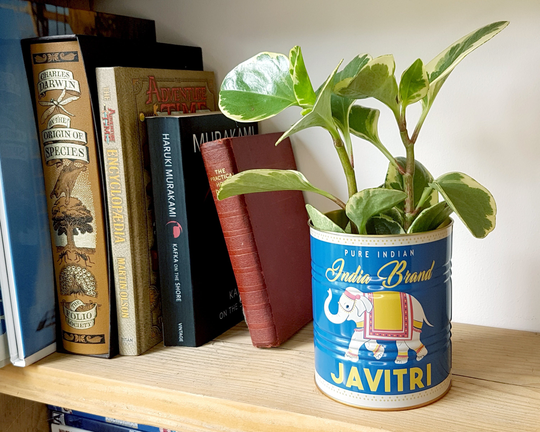 Elephant Can Indoor Plants Vintage Storage Tin, Small Javitri Spice Decorative Plant Pot