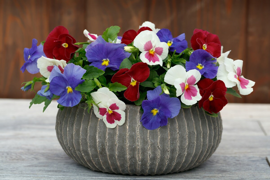 Pansy Seeds Spring Grandio Star Spangled Mix 50 Thru 500