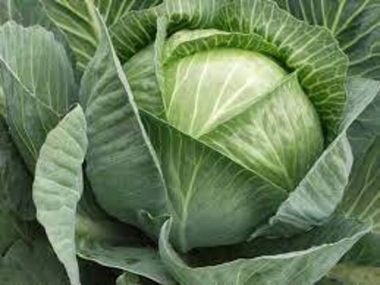 Natural Vegetable Languedaker Cabbage Seeds Organic Ukraine