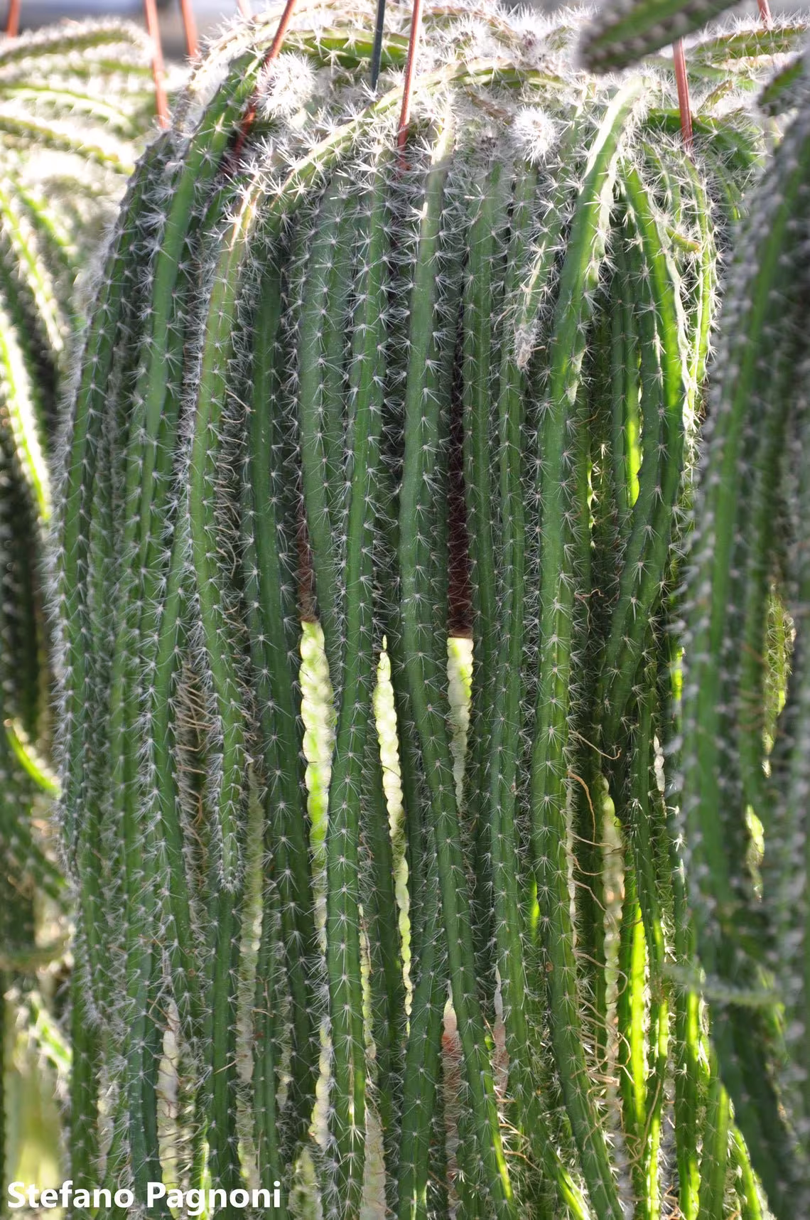 Selenicereus Validus - Rope-Like Stems Cactus Very Fast Grower 20 Seeds