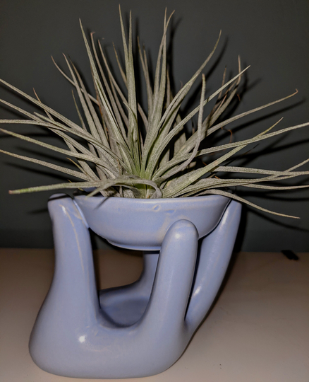 Air Plant Display Ceramic Hand in Pale Blue Including An Air Plant Of Your Choice