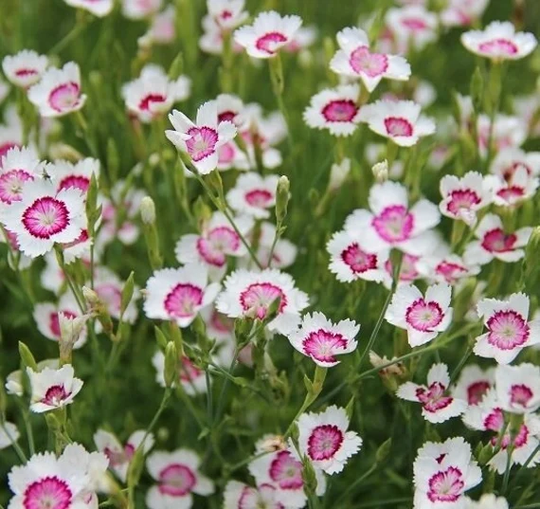 Dotted Carnation Seeds Red/White 100 Seeds, Non Gmo, Fresh, Easy To Grow