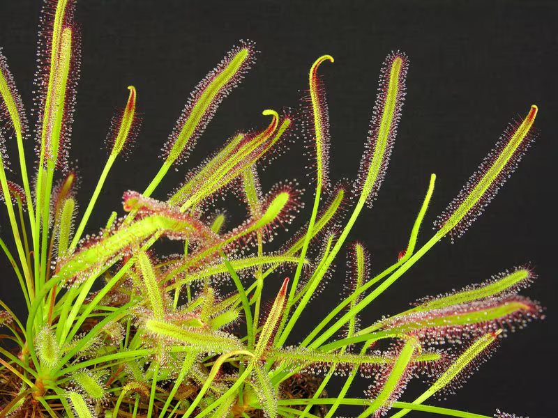 Sundew Drosera Capensis Narrow Leaf Rare Species Carnivorous House Plant 8 Seeds