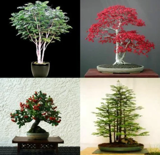 Mix Of 40 Tree Seeds.tree Seeds That Can Be Used For Bonsai, 10 Each Variety