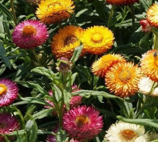 Mixed Strawflower Seeds
