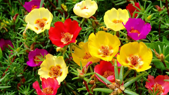 Pursland Flowers Annuals Seeds From Ukraine
