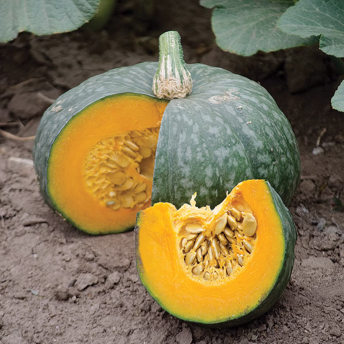 20 Organic Geisha Kabocha Winter Squash Seeds Kürbis Samen Zaad Zaden Zucca Semi Sementi Sementes Siemenet Citrouille Graines Semillas Somen
