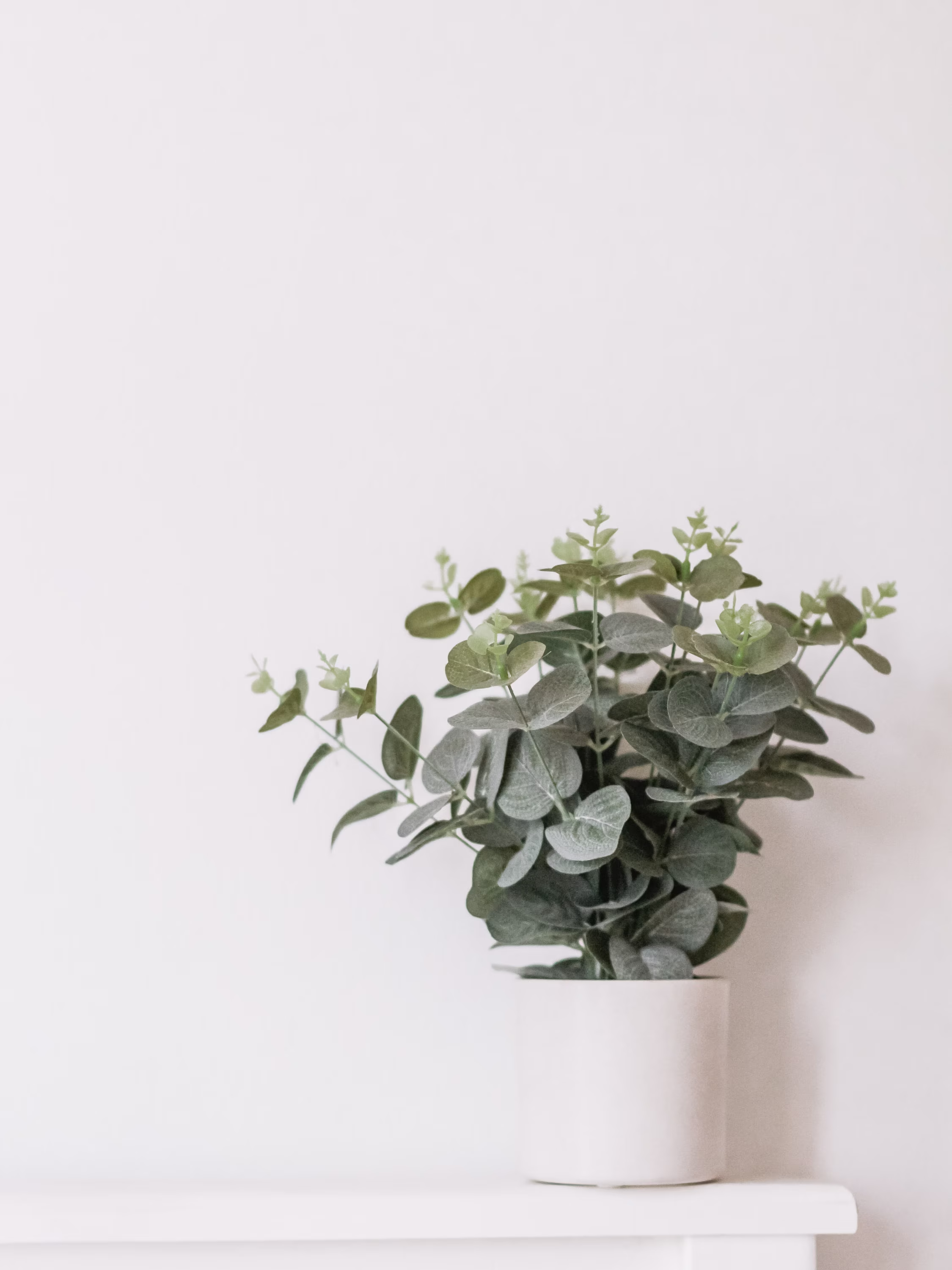 Eucalyptus Plant Seeds, Free Tracked Expedited Shipping