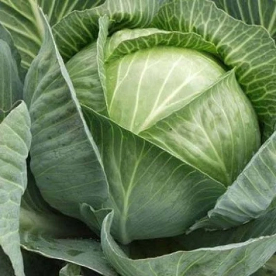 Cabbage Seeds Langedaker Dower About 100