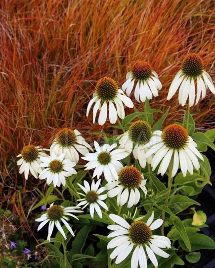 White Swan Coneflower 100 Seeds, Non Gmo, Fresh, Easy To Grow