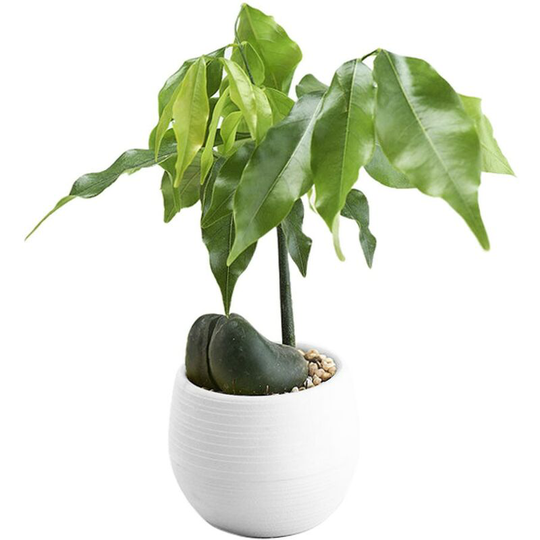 1PC White Mini Flower Pots Colourful Round Plastic Plant Flower Pot planters for succulents Decor Plants Desktop Flower Pots Maceta