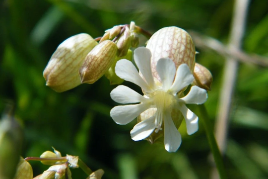 Silene Vulgaris, Bladder Campion Approx. X25 Seeds Wild Flower
