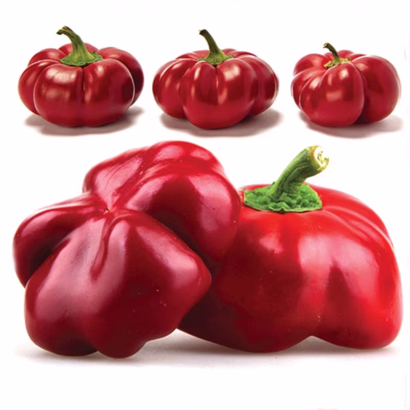 Sweet Pepper Cheese Pimiento Seeds Heirloom Non Gmo For Planting | 204626