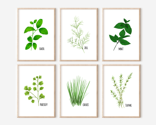 Herb Prints, Kitchen Watercolour Herbs. Basil, Dill, Mint, Parsley, Thyme, Chives, Plants