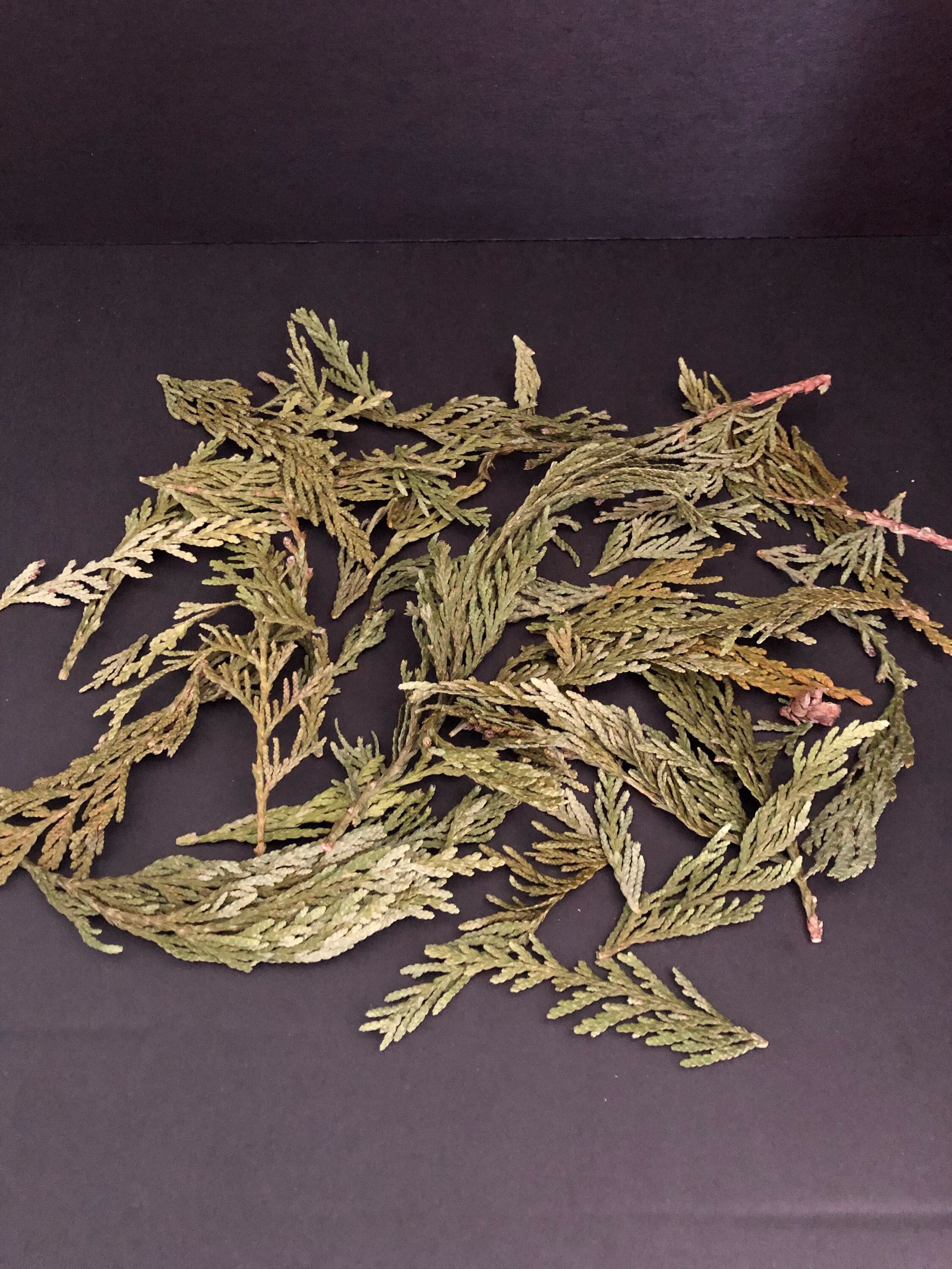 Cedar Leaves Offering & Spell Herb