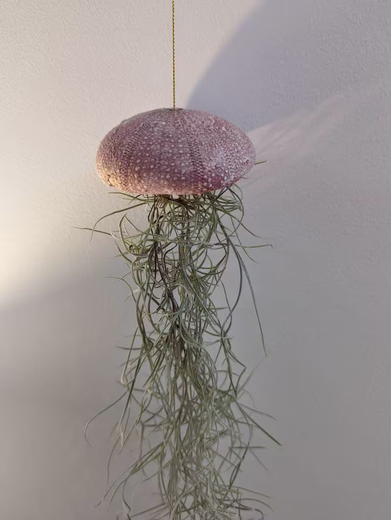 Spanish Moss With Sea Urchin Planter, Handmade Using Clay, Jellyfish Air Plant