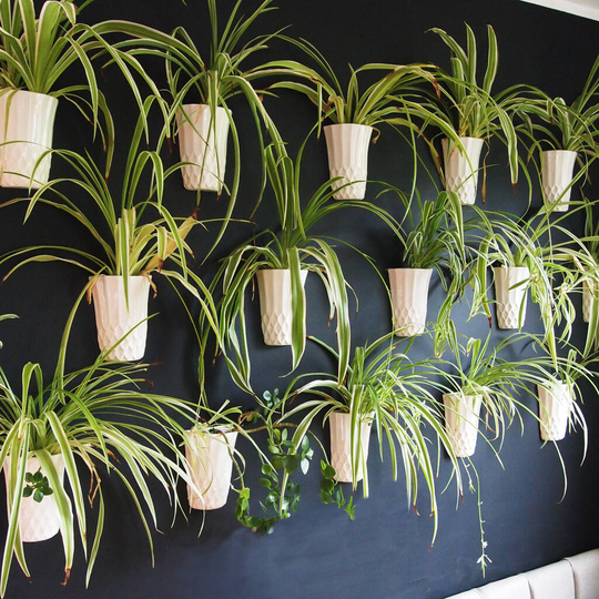 The Wall Flower Vase