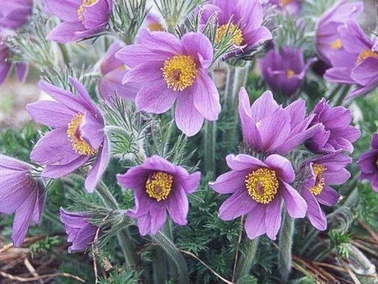 Pasqueflower Purple 100 Seeds, Non Gmo, Fresh, Easy To Grow