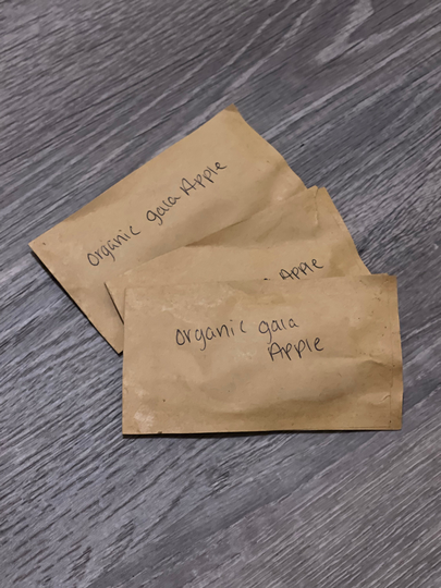 Organic Non Gmo Gala Apple Seeds