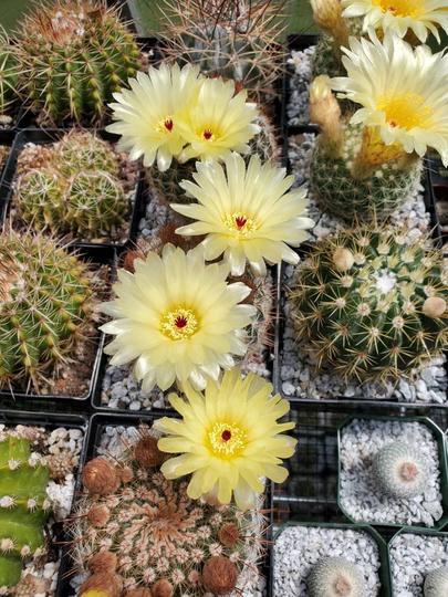 Notocactus Schlosseri Seeds | Please Select An Option