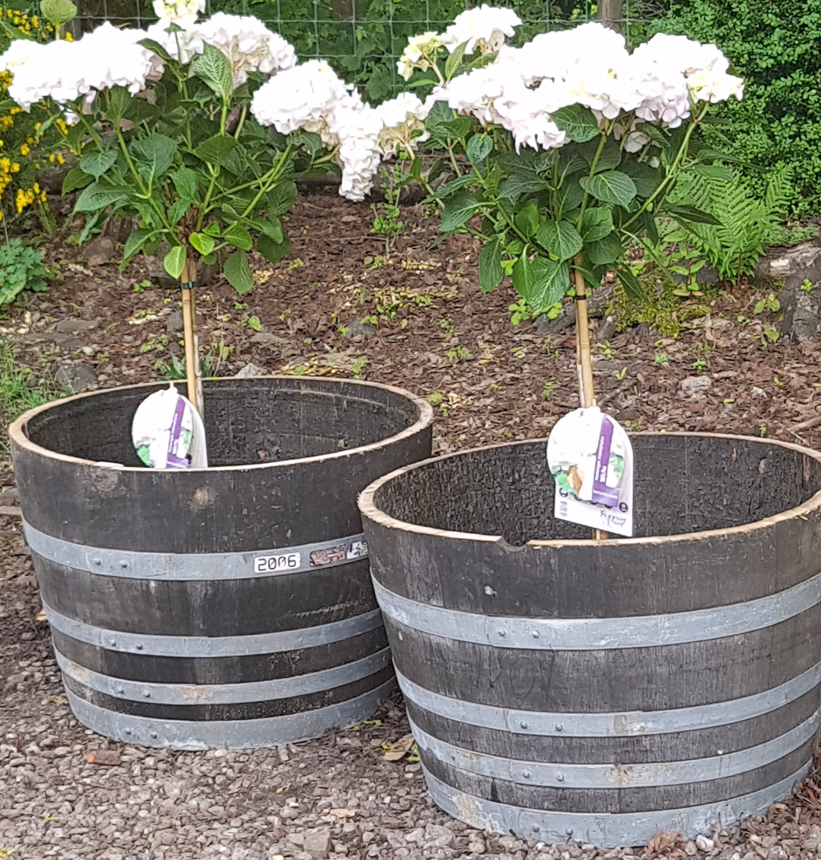 3 X Oak Whisky Barrel Garden Planters..free UK Mainland Delivery