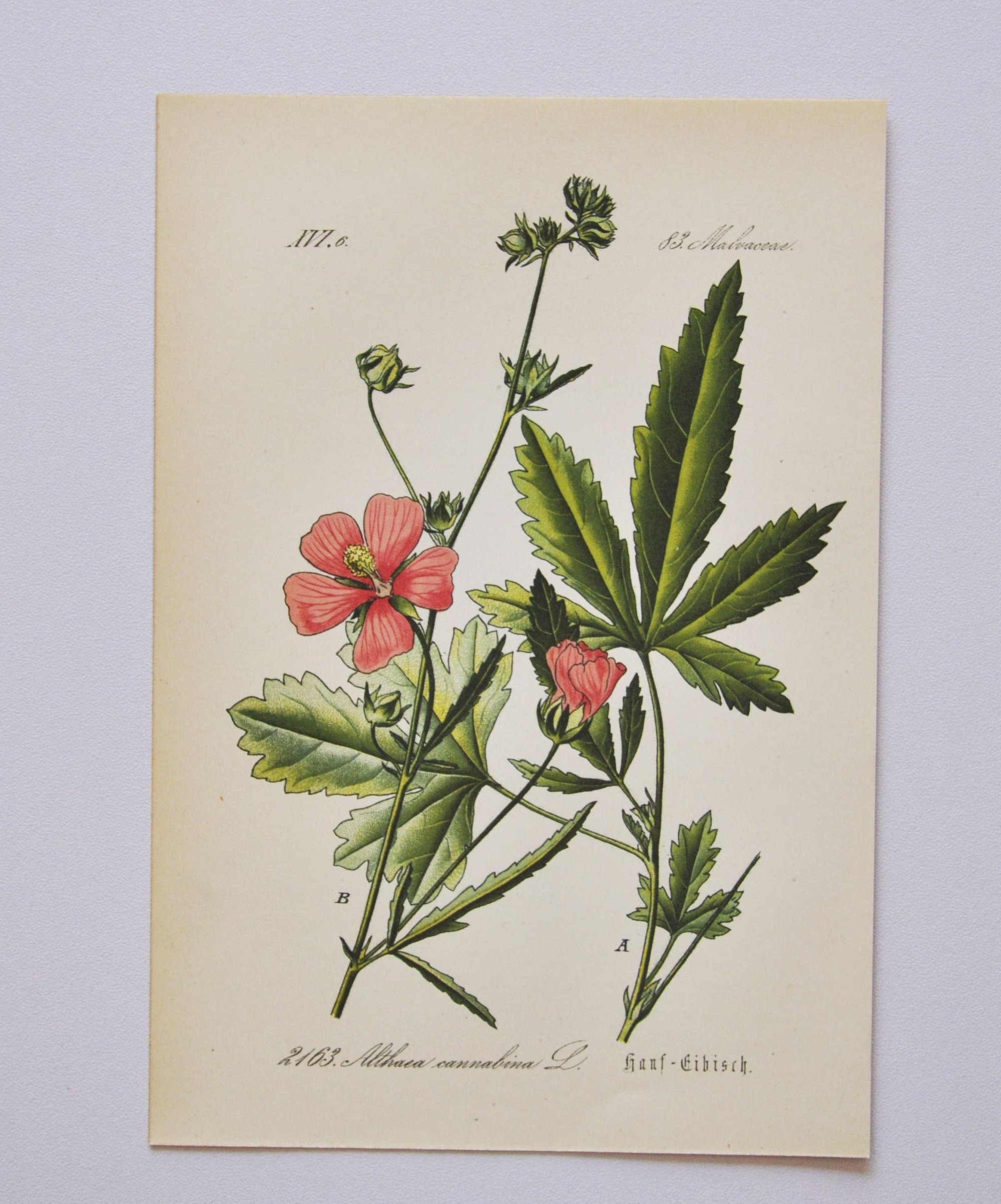 Palm-Leaf Marshmallow Print - Original Antique Botanical 1880S Althaea Cannabina | Plant Flower Garden Seed Hemp-Leaved Hollyhock