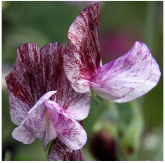 15 Senator Sweet Pea Seeds
