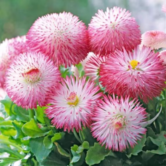 Rare Original Flower Seeds Margarita "Maria