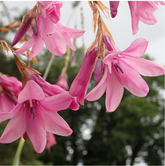 Dierama Adelphicum X10 Seeds Angels Fishing-Rods Fairy Flower Seeds