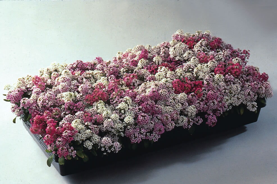 Alyssum Easter Bonnet Mixed X200 Seeds, Fairy Flower Seeds