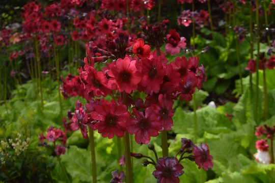 Primula Japonica - Millers Crimson Seed