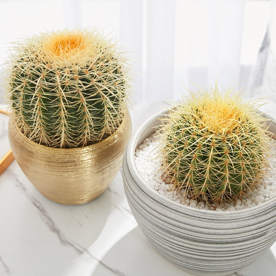 30 Seeds Golden Barrel Cactus Cactaceae