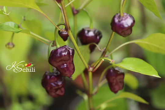 Purple Ufo - Hot Chili Pepper 8 Seeds | Capsicum Annuum