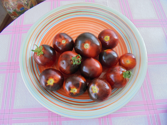 Blueberry Tomato Seeds, Indeterminate Heirloom Cherry Indigo Blue Red Tomatoes, Rare 15 Seeds