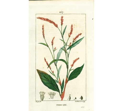 1814 Antique Jesusplant Print Natural History Botanical Botany Wall Art Framing Home Decor