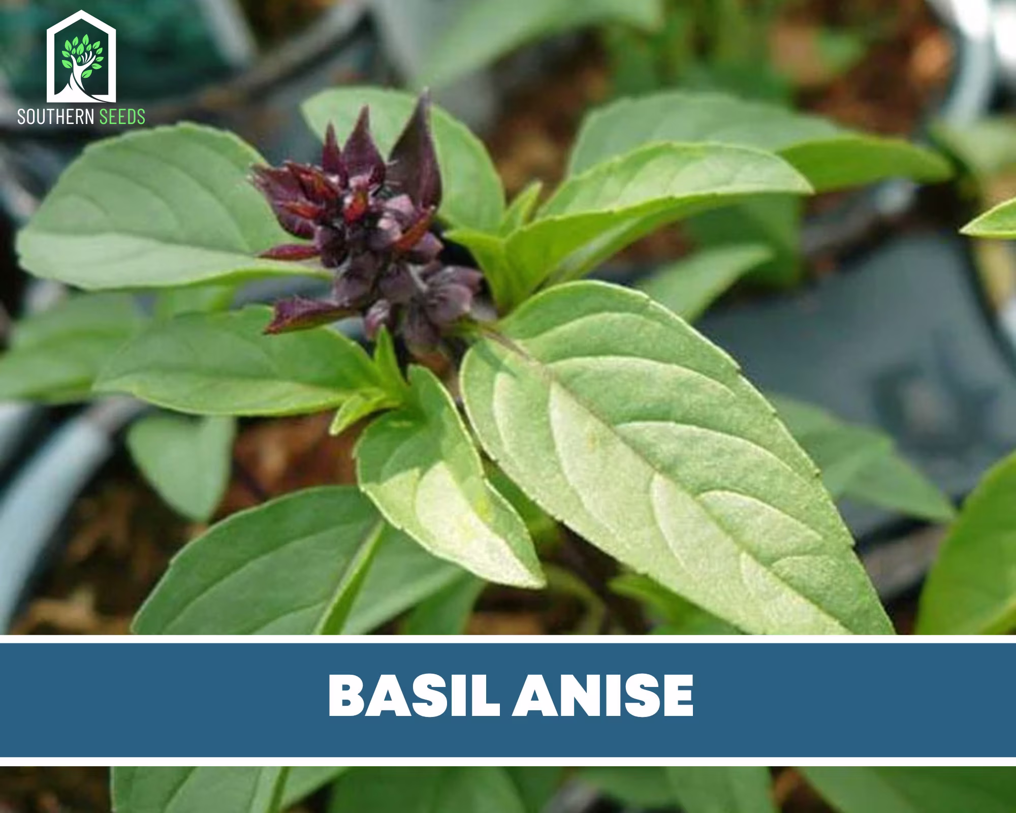 Basil, Anise - Heirloom Seeds Culinary & Medicinal Herb
