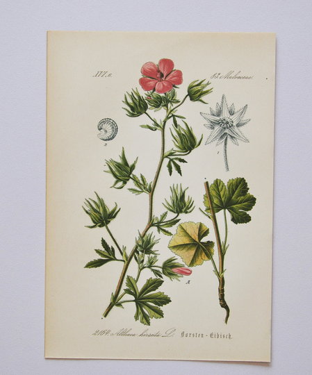 Hispid Marshmallow Print - Original Antique Botanical 1880S Althaea Hirsuta | Plant Flower Garden Seed Hollyhock Herb Perennial Pink