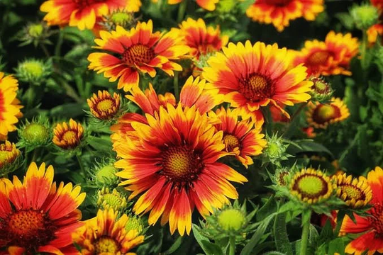 Gaillardia Goblin Blanket Flower Perennial 25 Seeds | Fiery Daisy-Like Blooms